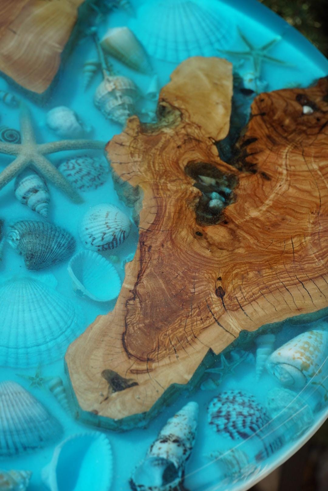 Ocean Sea Shell Seaside Accent Table | Side Table | End Table