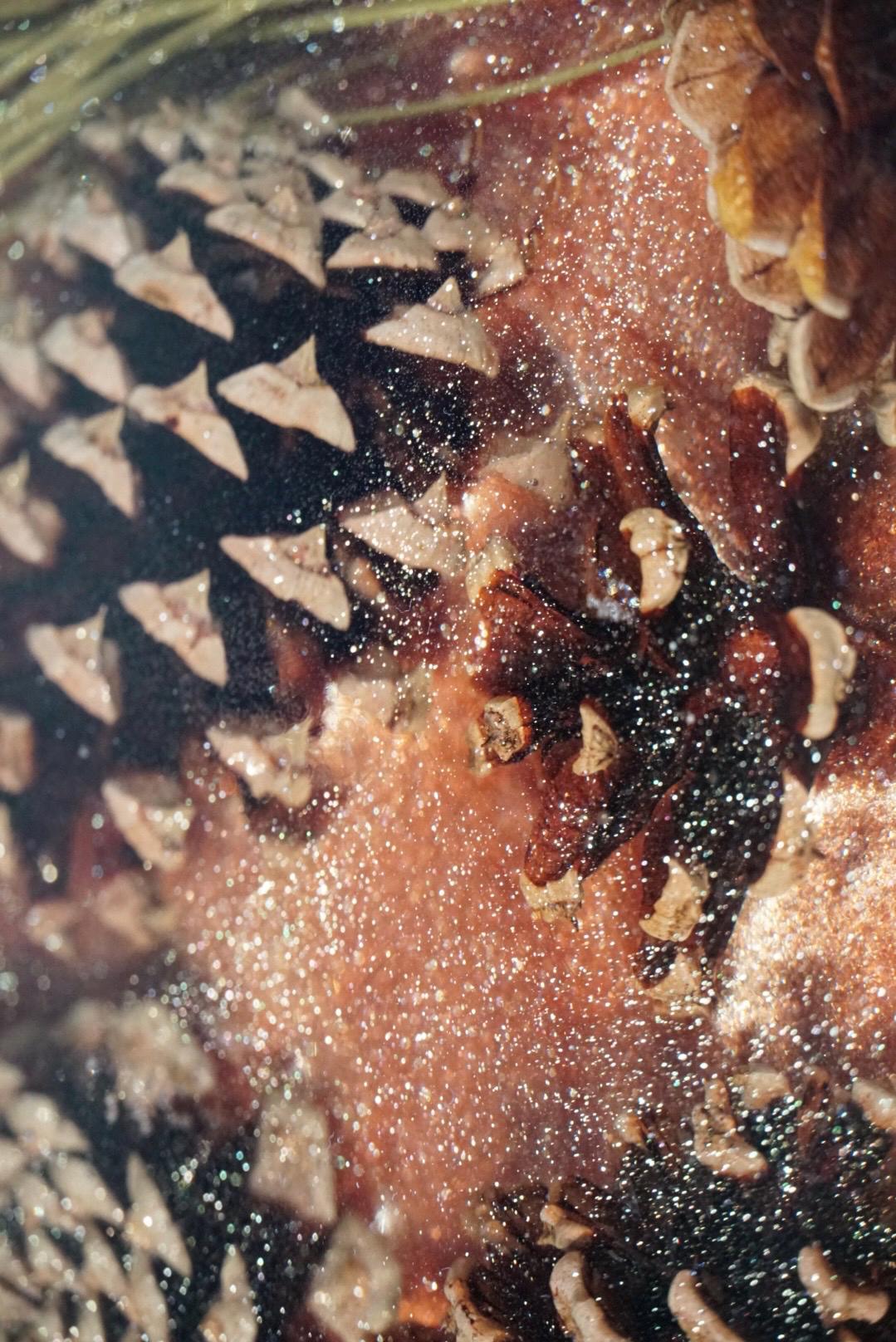 Pinecone Lazy Susan