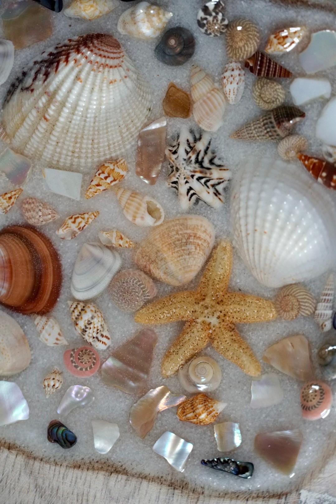 Sea Shell Mango Wood Tray Set